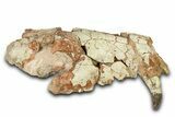 Fossil Hyaenodon Partial Skull - South Dakota #342200-1